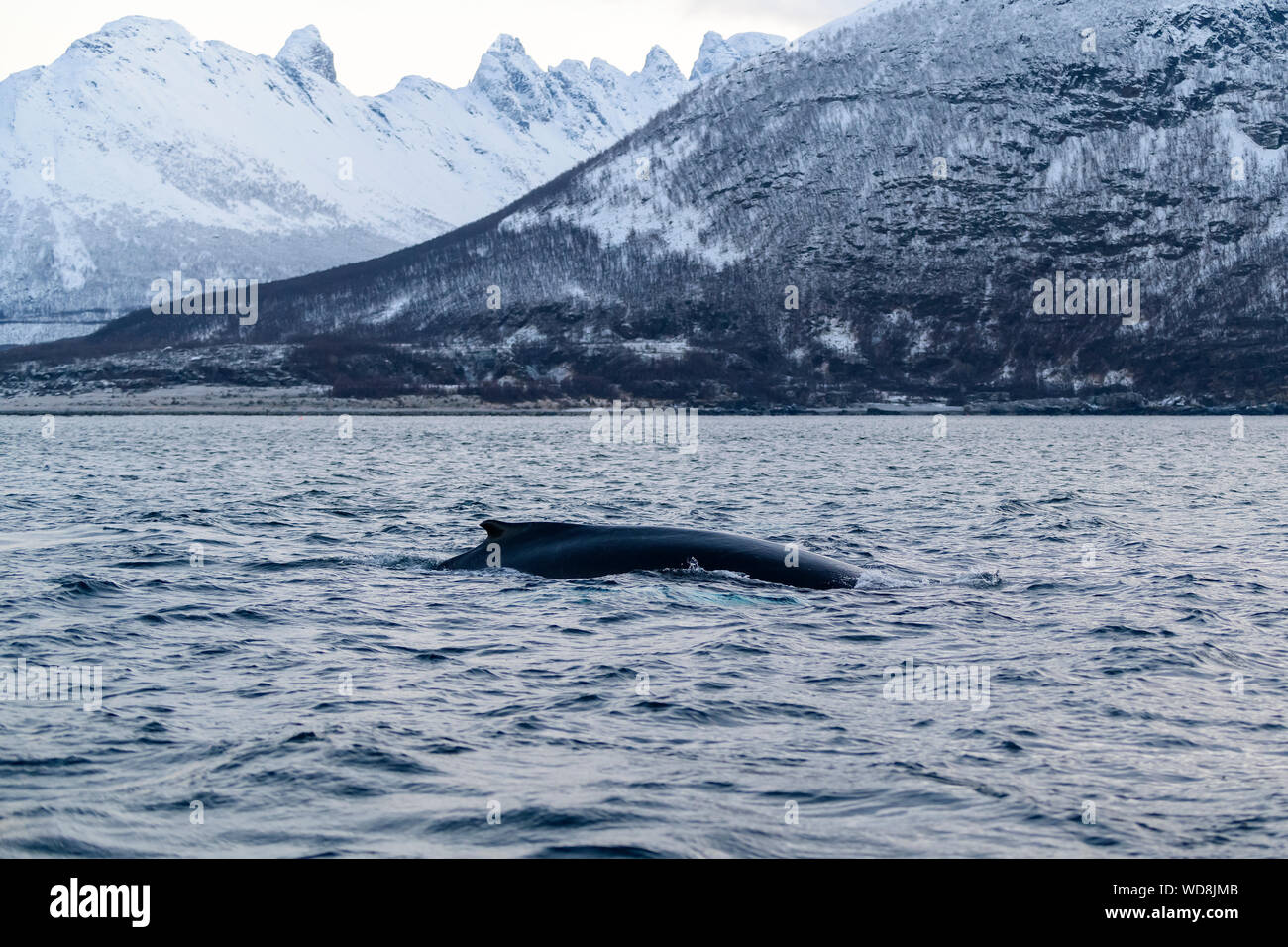 Buckelwal, Megaptera novaeangliae, Kvaloyvagen, Norwegen, Atlantik Stockfoto