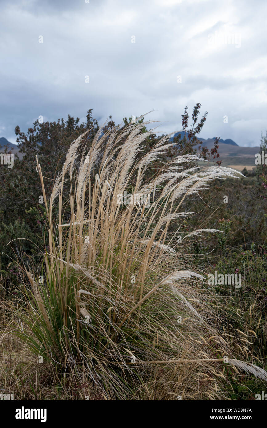 Gras in Chilcabamba Lodge in den Cotopaxi National Park auf 3500 Meter in den Anden von Ecuador. Gras bei der chilcabamba Lodge in einer Höhe von Run Stockfoto