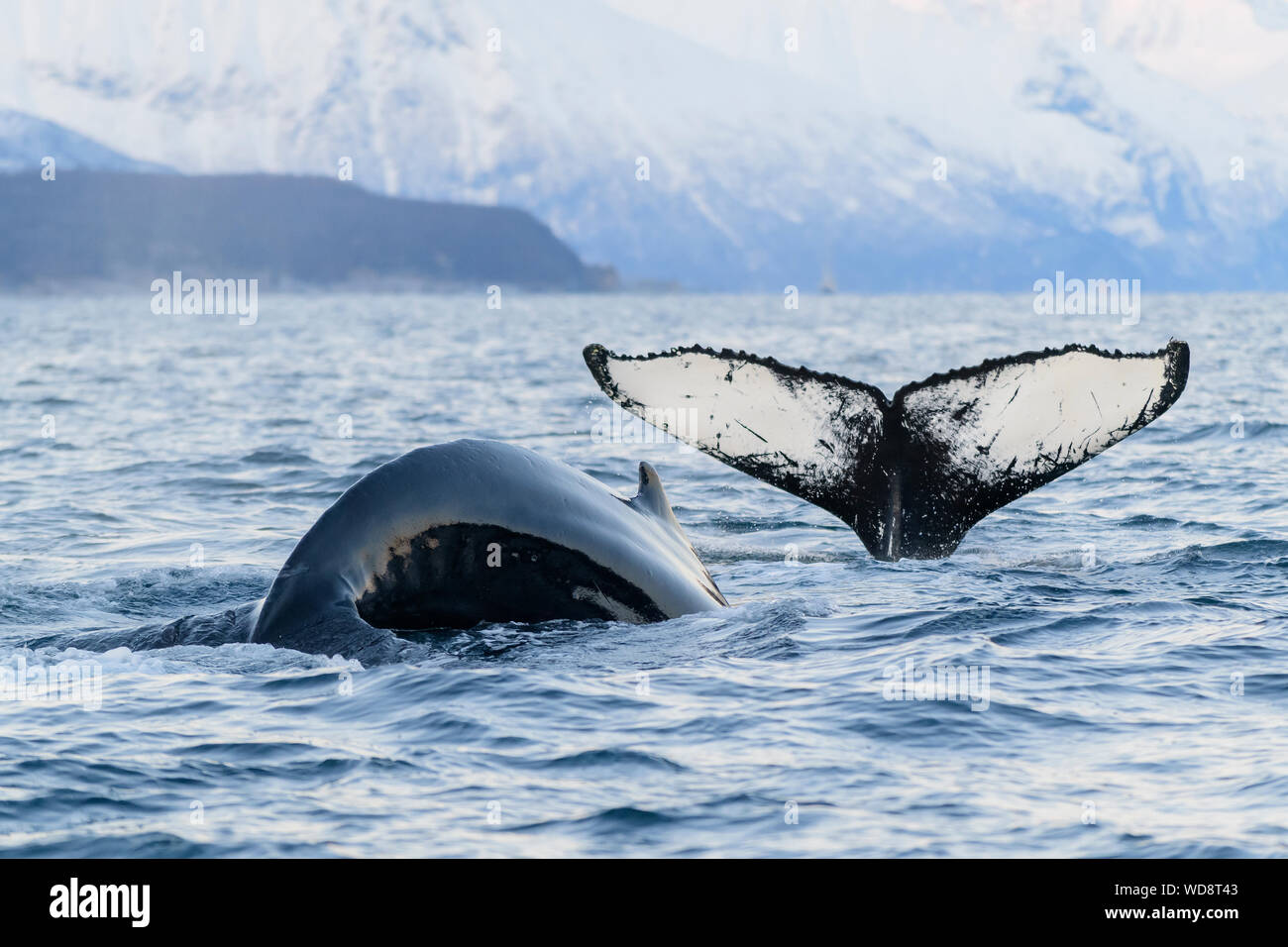 Buckelwal, Buckelwale mit Fluke und Rückenflosse, Megaptera novaeangliae, Kvaloyvagen, Norwegen, Atlantik Stockfoto