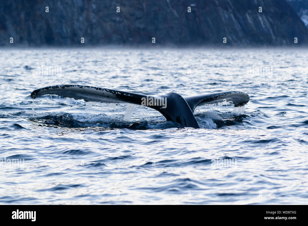 Fluke von Buckelwal, Megaptera novaeangliae, Kvaloyvagen, Norwegen, Atlantik Stockfoto