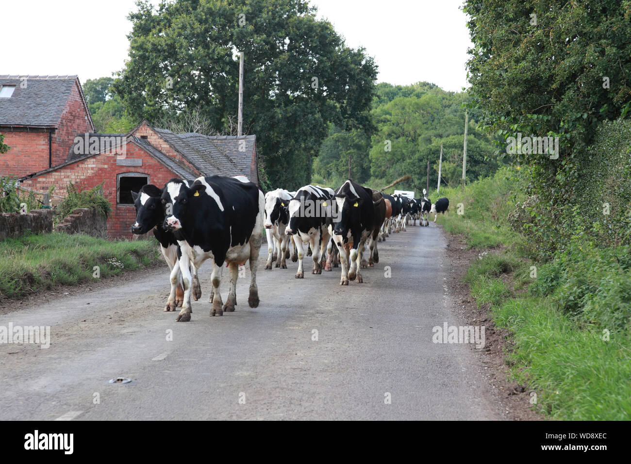 Milchkühe zu Fuß entlang der A529 nördlich von Hinstock, Shropshire, gemolken zu werden, bis der Verkehr Stockfoto