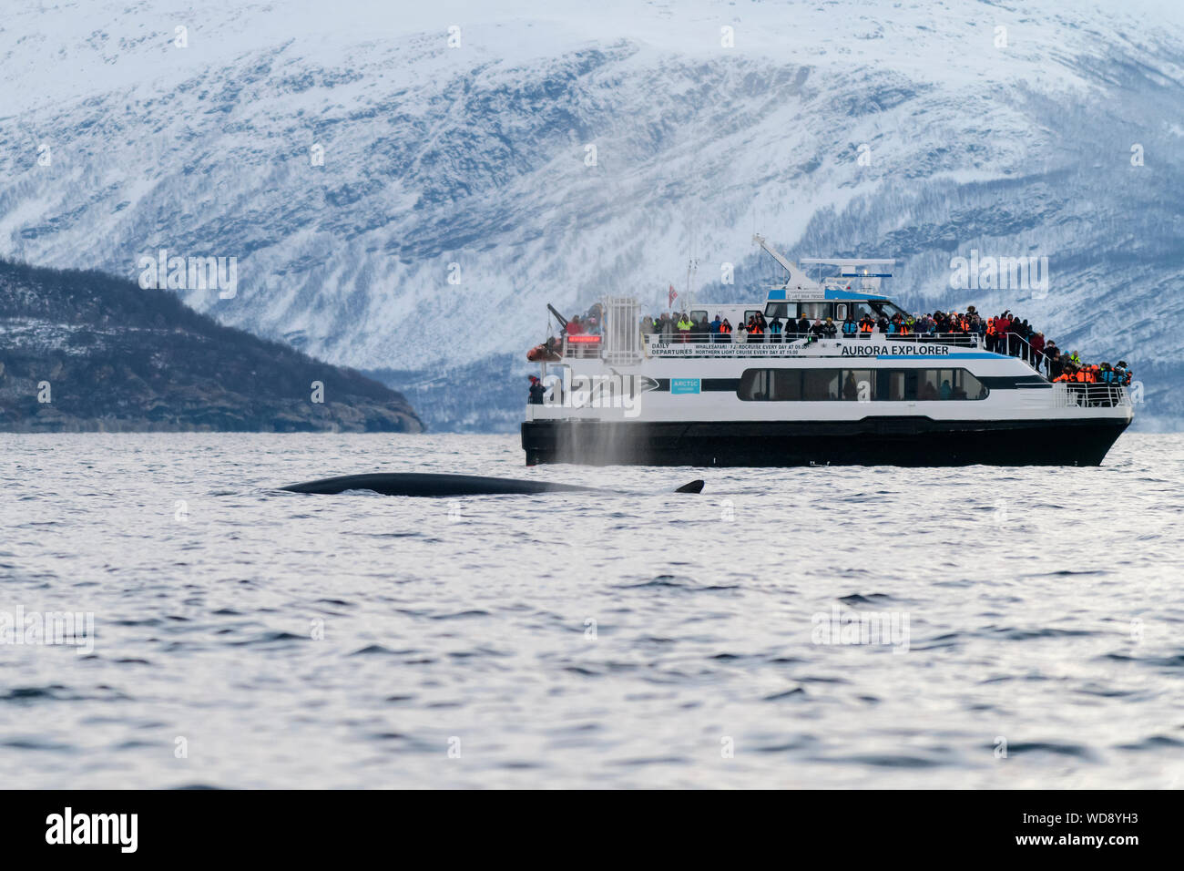PR NEIN Whale Watching Boot mit Buckelwal, Megaptera novaeangliae, Kvaloyvagen, Norwegen, Atlantik Stockfoto