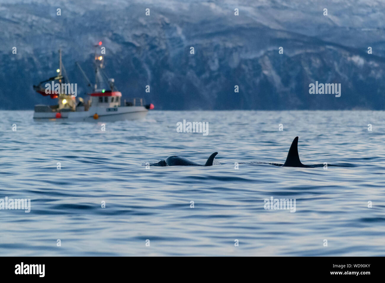 Whale Watching Boot und Killer Wale, Orcas, Orcinus Orca, Skjervoy, Norwegen, Atlantik Stockfoto