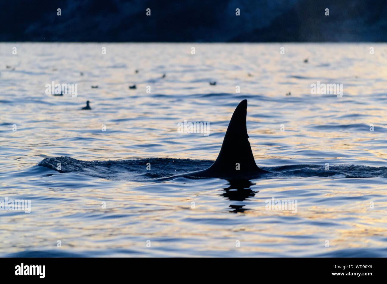 Schlafen, Killer Wale, Orcas, Orcinus Orca, Skjervoy, Norwegen, Atlantik Stockfoto