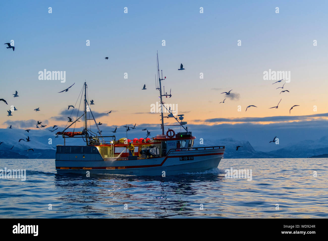 Fischerboot mit Vögeln, -, Skjervoy, Norwegen, Atlantik Stockfoto