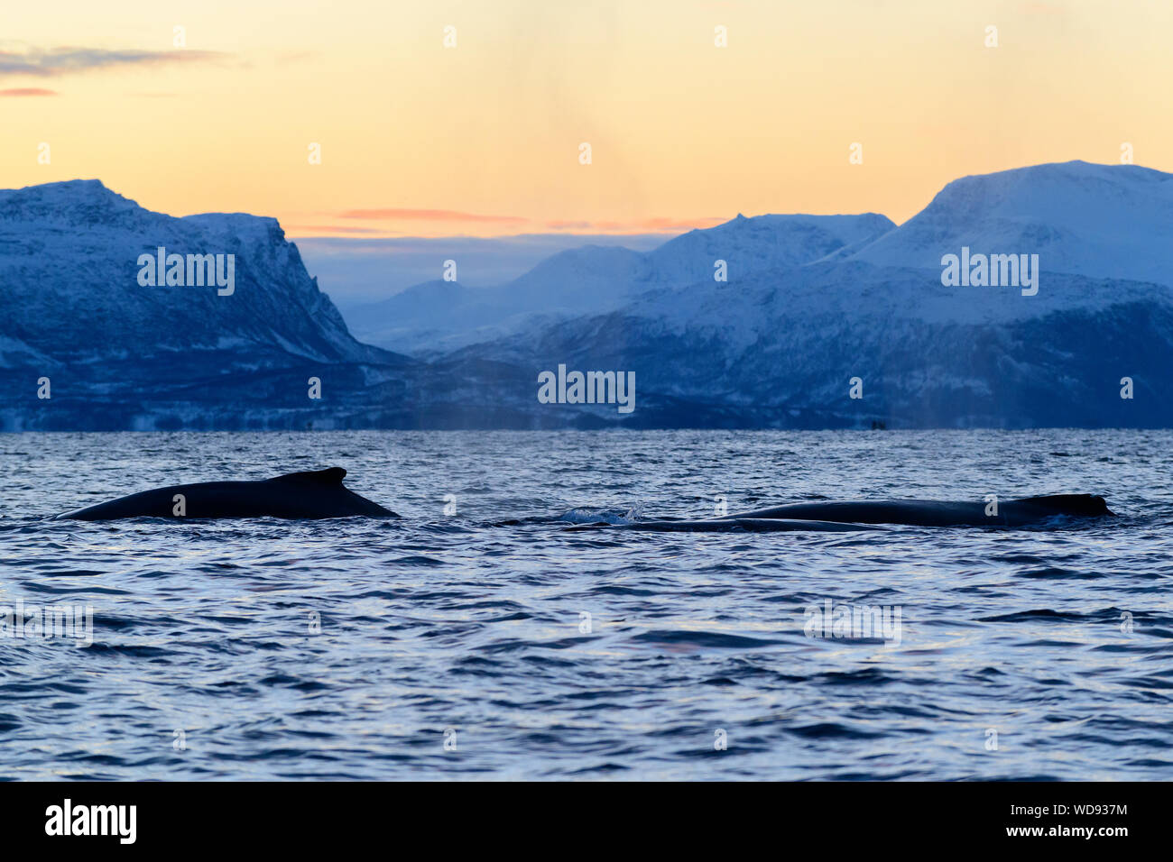 Buckelwal, Buckelwale mit Sonnenuntergang und Berge, Megaptera novaeangliae, Kvaloyvagen, Norwegen, Atlantik Stockfoto