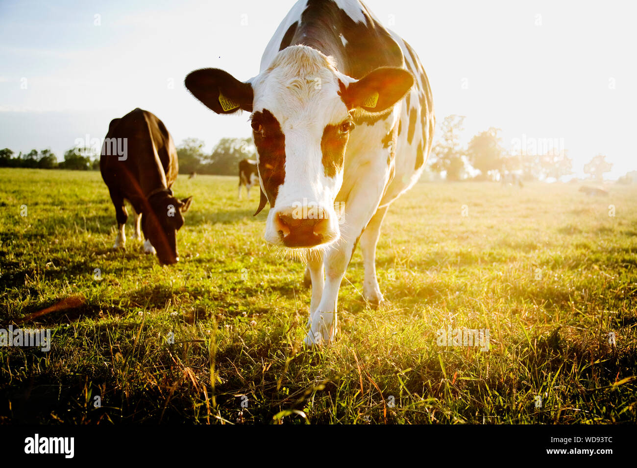 Kühe in Feld auf Gotland, Schweden Stockfoto