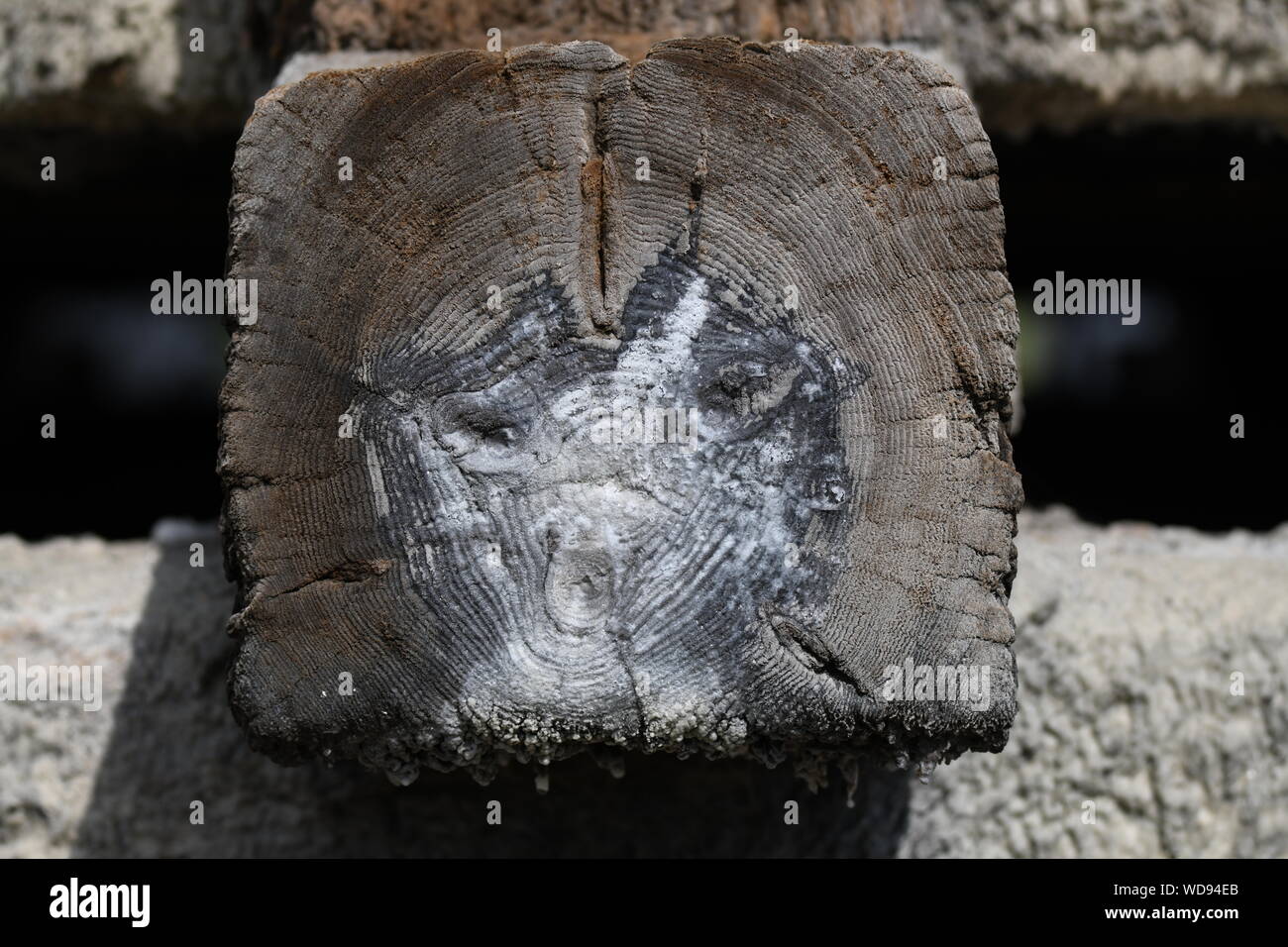 Nahaufnahme eines Salz Beize auf Holz sieht aus wie das Gesicht Ciechocinek Polen Europa Stockfoto