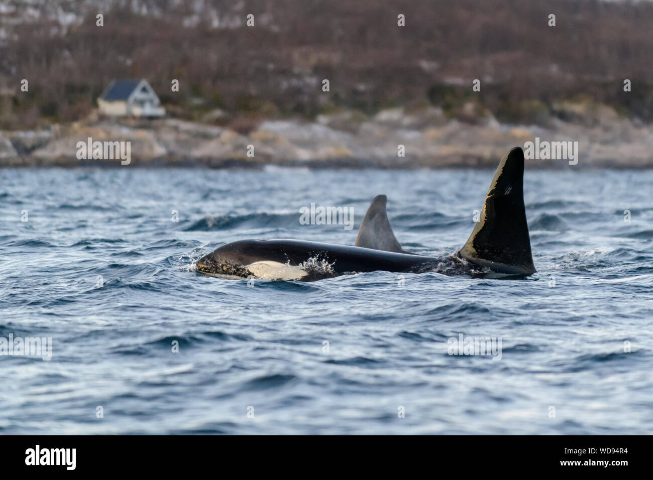 Dorsale fon der Schwertwal, Orca, Orcinus Orca, Skjervoy, Norwegen, Atlantik Stockfoto