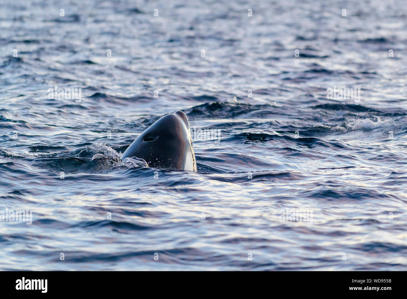 Schwertwal, Orca, Orcinus Orca, Skjervoy, Norwegen, Atlantik Stockfoto