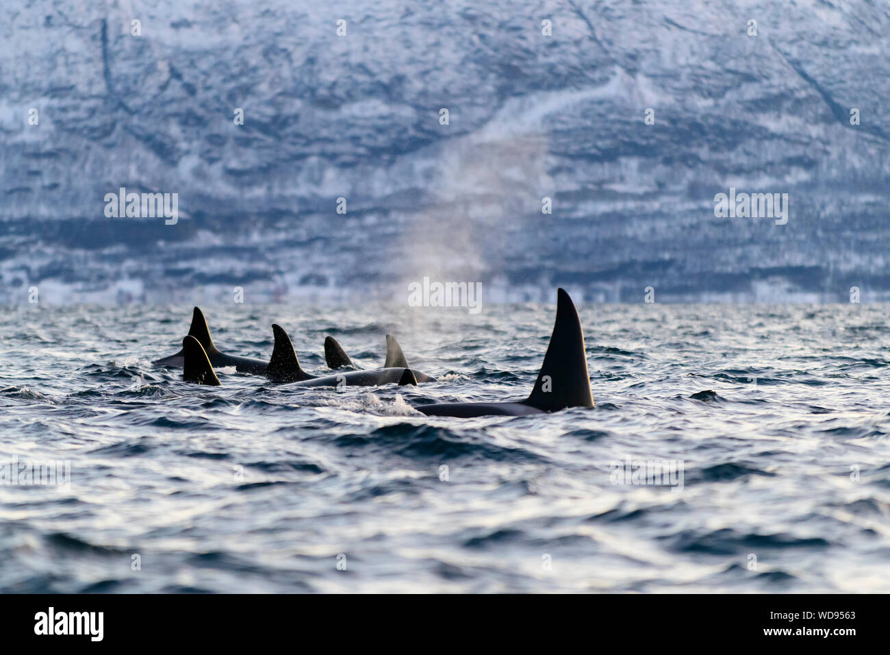 Schule der Killer Wale, Orcas mit Schlag, Orcinus Orca, Skjervoy, Norwegen, Atlantik Stockfoto