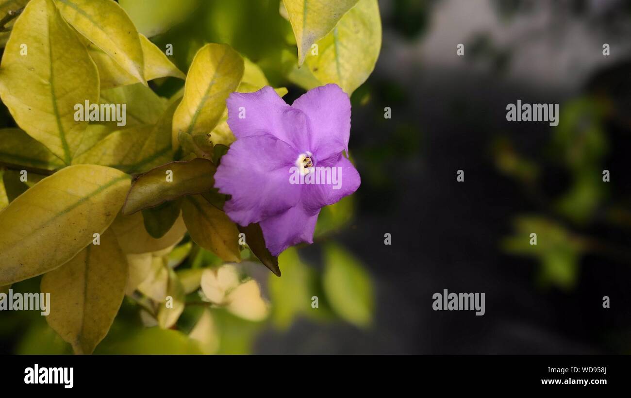 Gestern Heute Morgen Blume Stockfoto