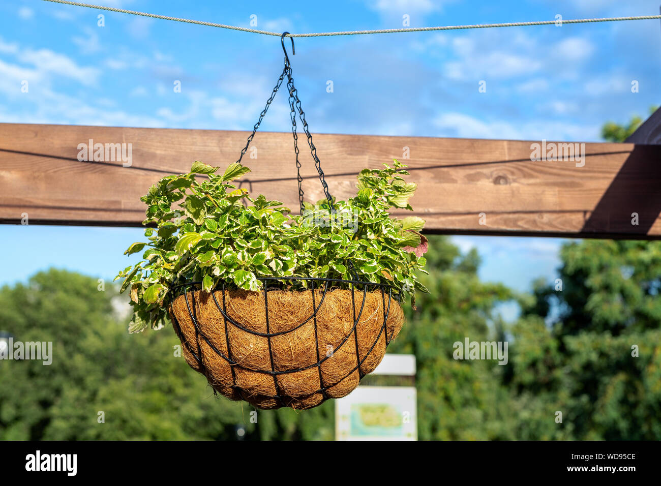 Schönen Blumen in gehängt Blumentopf auf Holzbalken gepflanzt im City Park auf hellen, sonnigen Tag. Stadt natürliche Topfpflanzen Blumendekoration. Garten- und Landschaftsbau Stockfoto