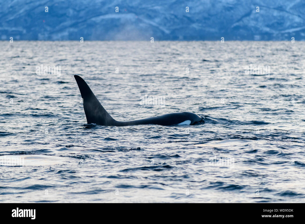 Schwertwal, Orca, Orcinus Orca, Skjervoy, Norwegen, Atlantik Stockfoto
