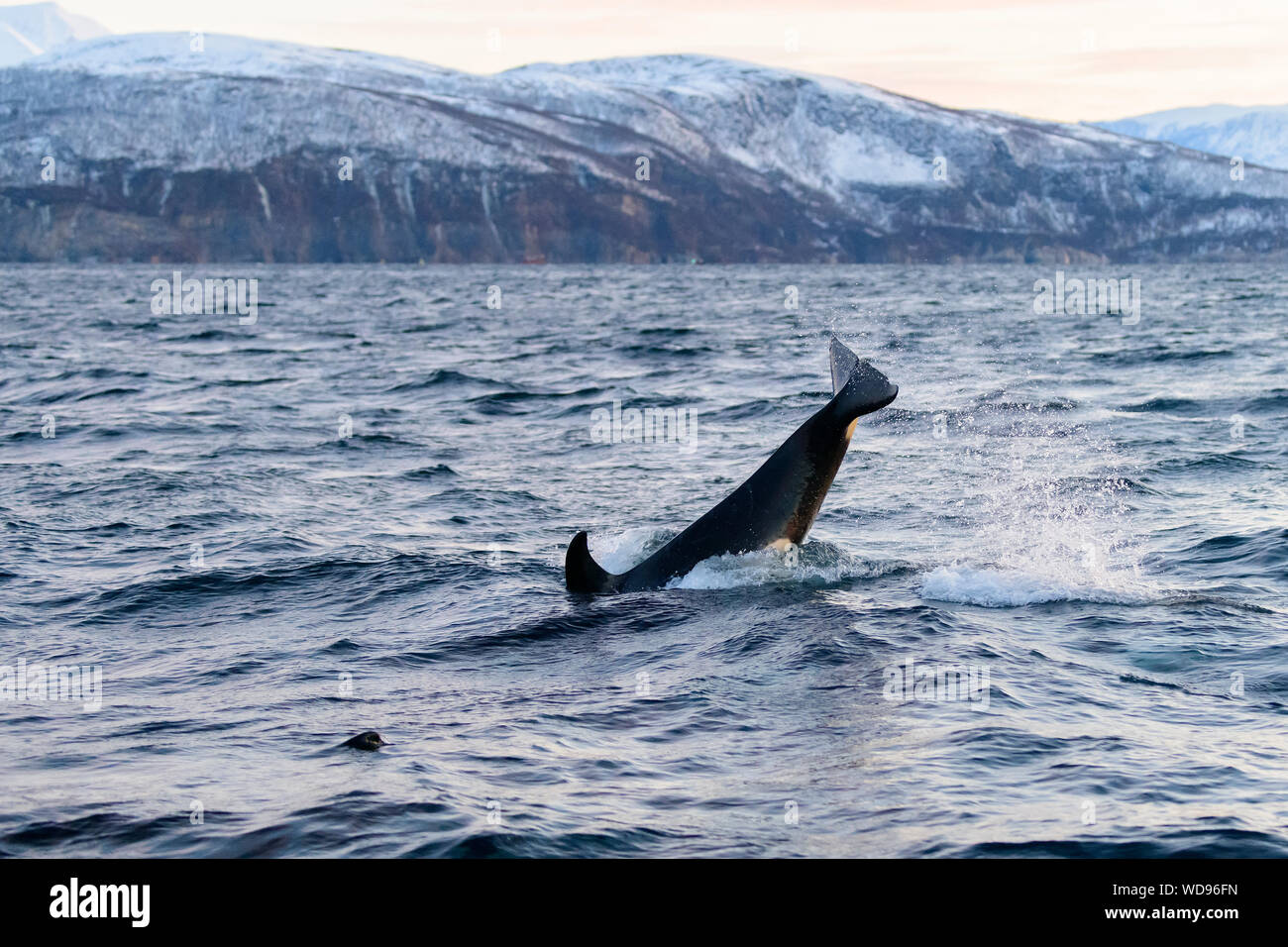 Schwertwal, Orca, Orcinus Orca, Skjervoy, Norwegen, Atlantik Stockfoto