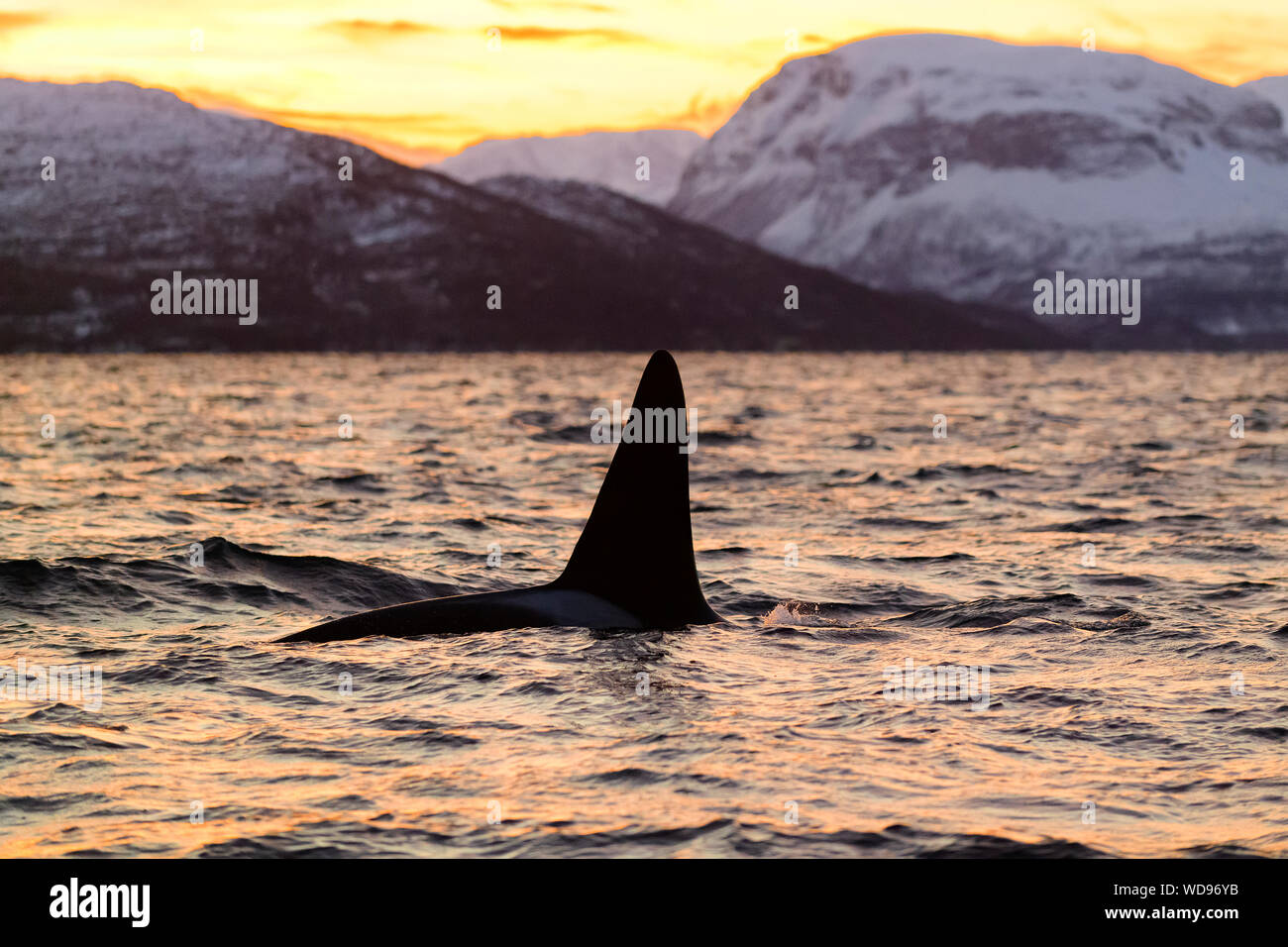 Rückenflosse von Schwertwal, Orca, Orcinus Orca, Skjervoy, Norwegen, Atlantik Stockfoto