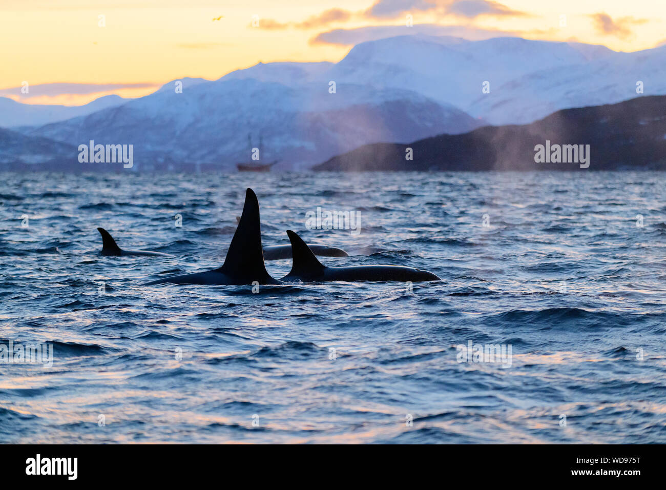 Killer Wale, Orcas, Orcinus Orca, Skjervoy, Norwegen, Atlantik Stockfoto