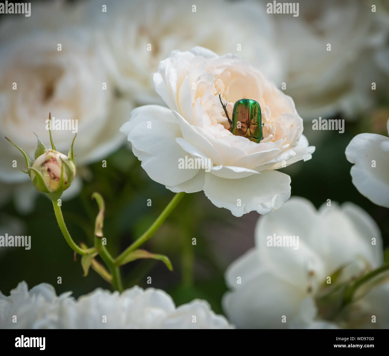 Grun Leuchtende Rose Kafer Tauchen In Eine Weisse Blute Auf Verschwommenes Naturlichen Hintergrund Heller Sonnenschein Rose Stockfotografie Alamy