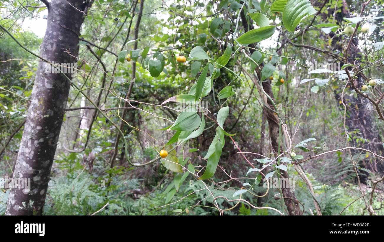 Bush Tucker – Wombat-Beerenfrucht Stockfoto