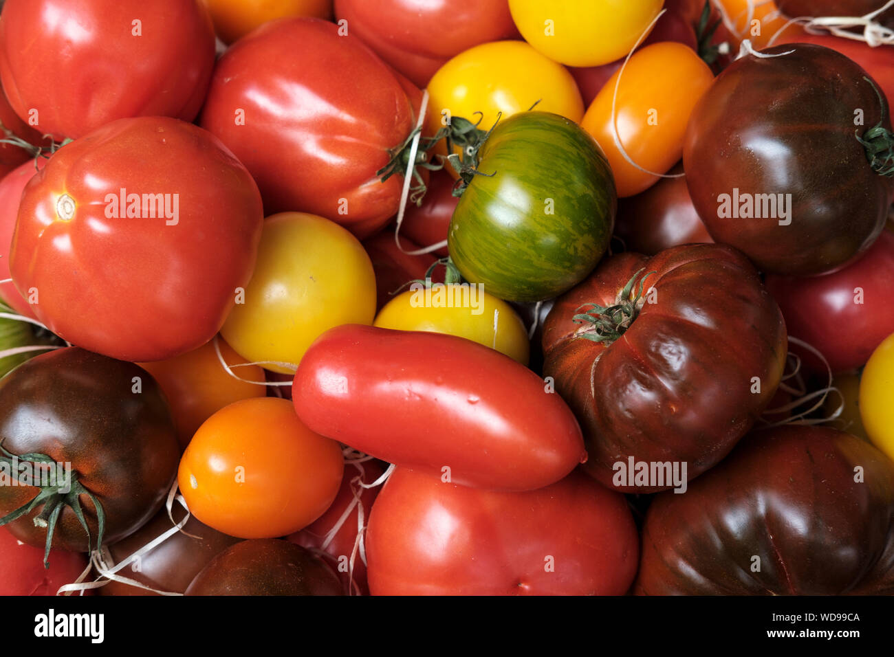 Sorten von Tomate (Solanum Lycopersicum) im Verkauf bei Farmers Market, Großbritannien Stockfoto
