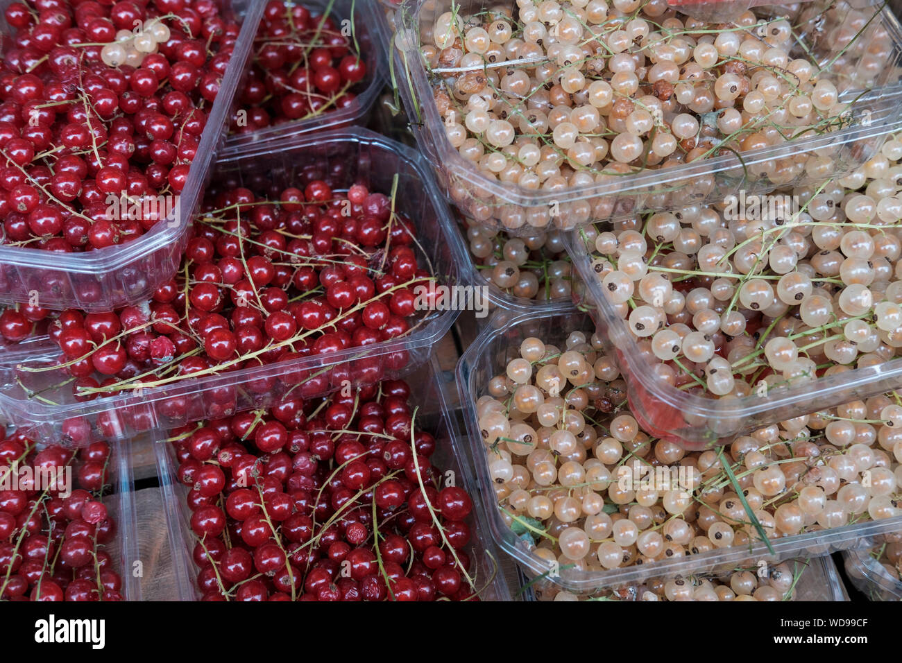 Rote Johannisbeere und whitecurrant Beeren (Ribes rubrum) Stockfoto