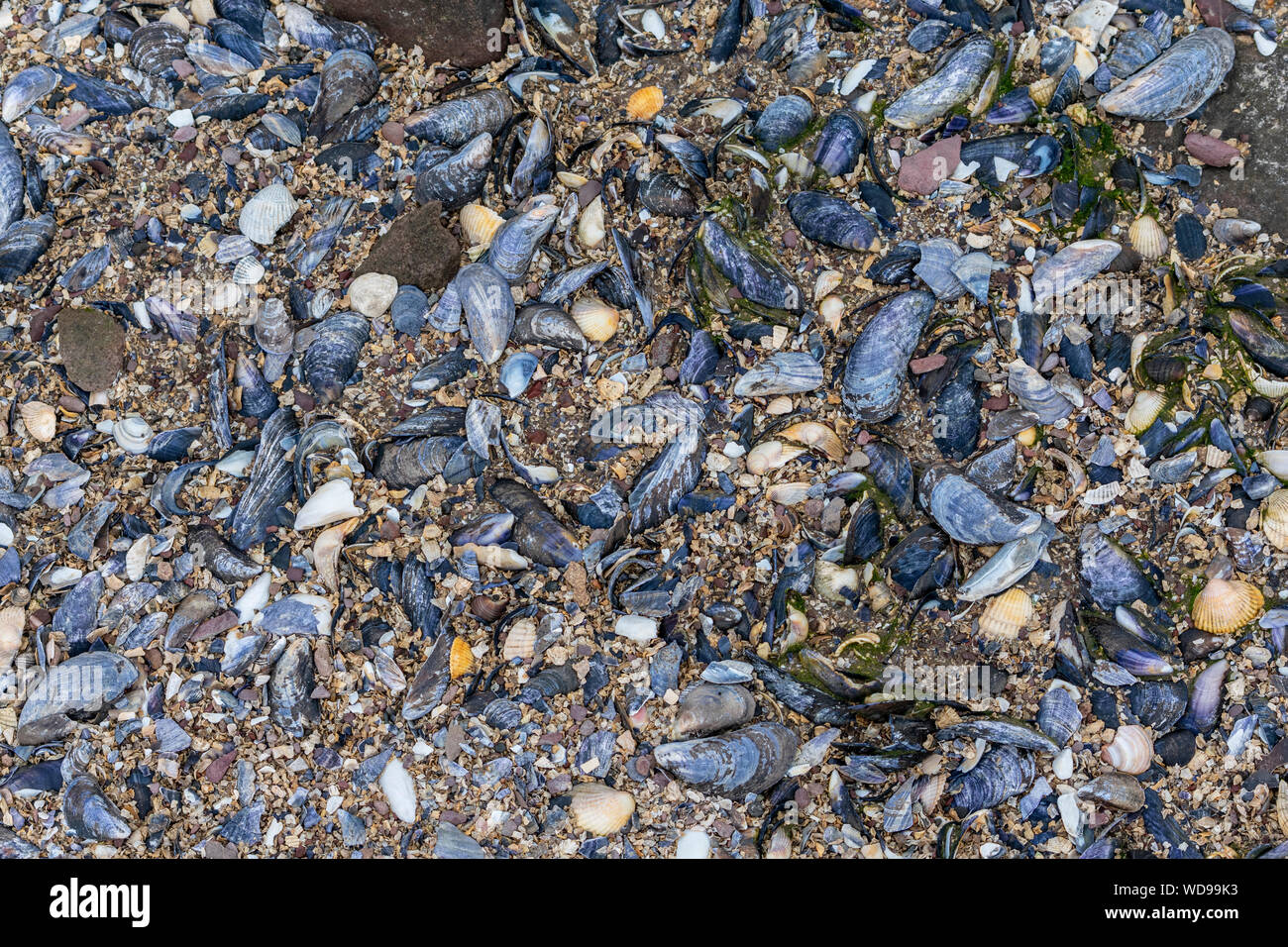 Vielzahl von zerbrochenen Muscheln auf einem Schottischen Strand Stockfoto