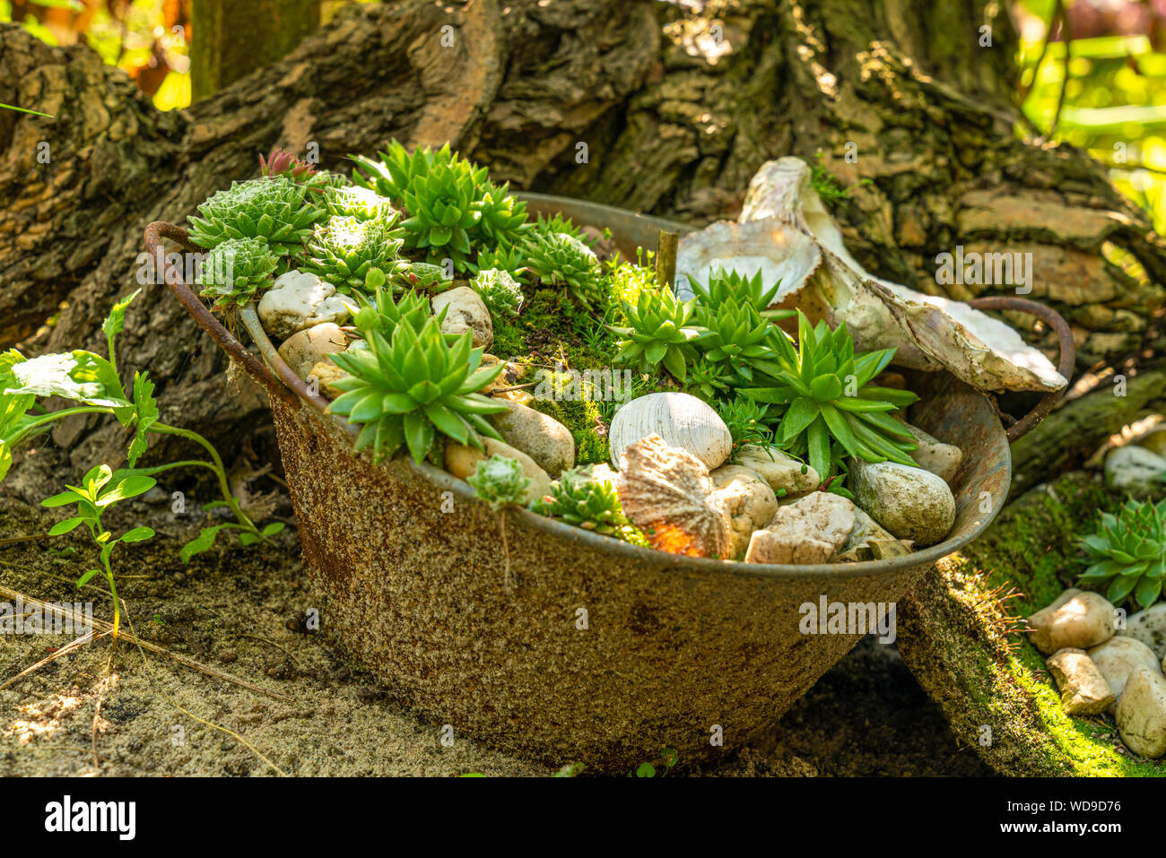 Verschiedene Künste der hauswurz in einen Eimer unter einen Baum pflanzen Stockfoto