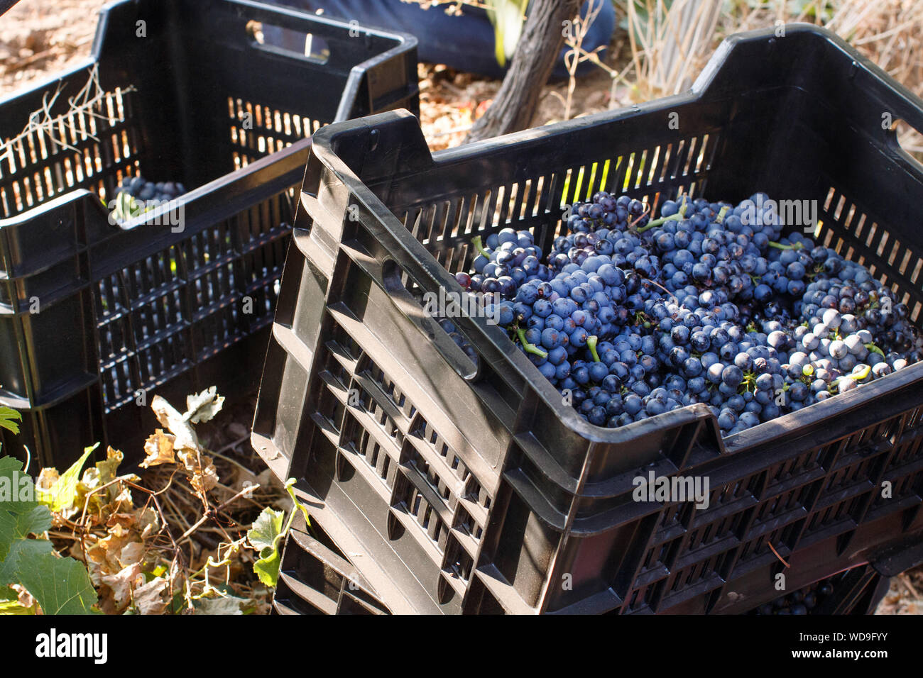 Trauben in Kunststoffkisten während der Weinlese im Süden von Italien, Apulien Stockfoto
