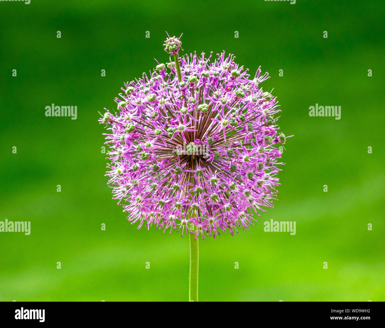 Riesige lila allium Blume auf ein Feld Stockfoto