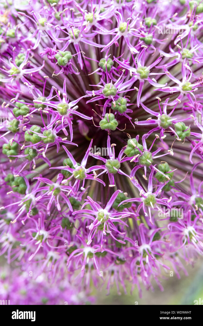 Riesige lila allium Blume auf ein Feld Stockfoto