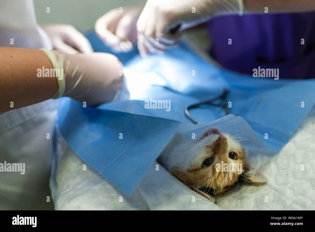Berufsbildung, die für die Sterilisation. Die Katze auf dem OPTisch in einer Tierklinik. Katze