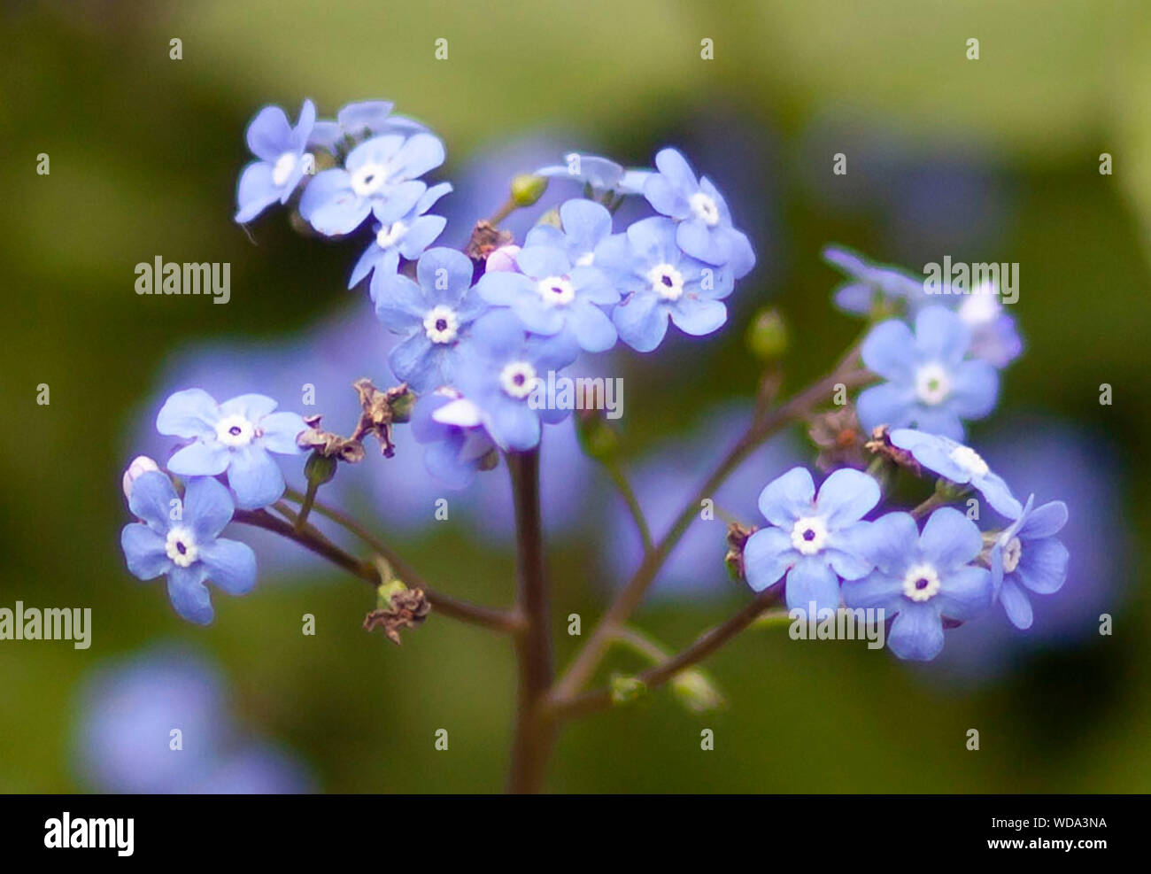 Vergiss mich nicht Blumen Stockfoto