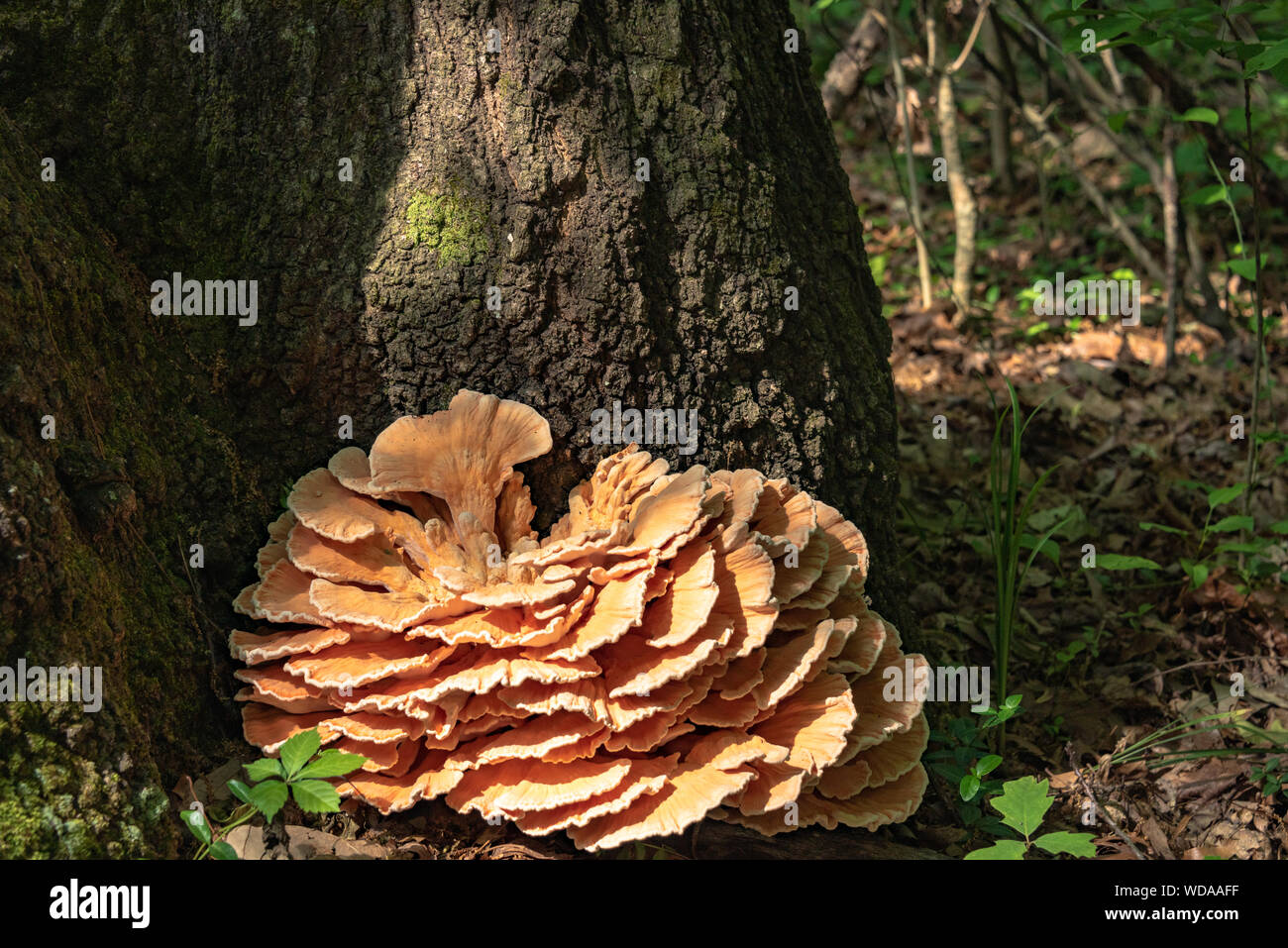 Große orange Pilz an der Unterseite der Baumstamm Stockfoto