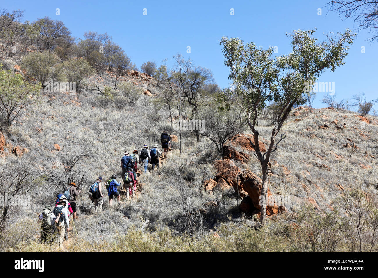 Gruppe von Trekker, Euro Ridge, Larapinta Trail, West McDonnell Ranges, Northern Territory, Australien Stockfoto