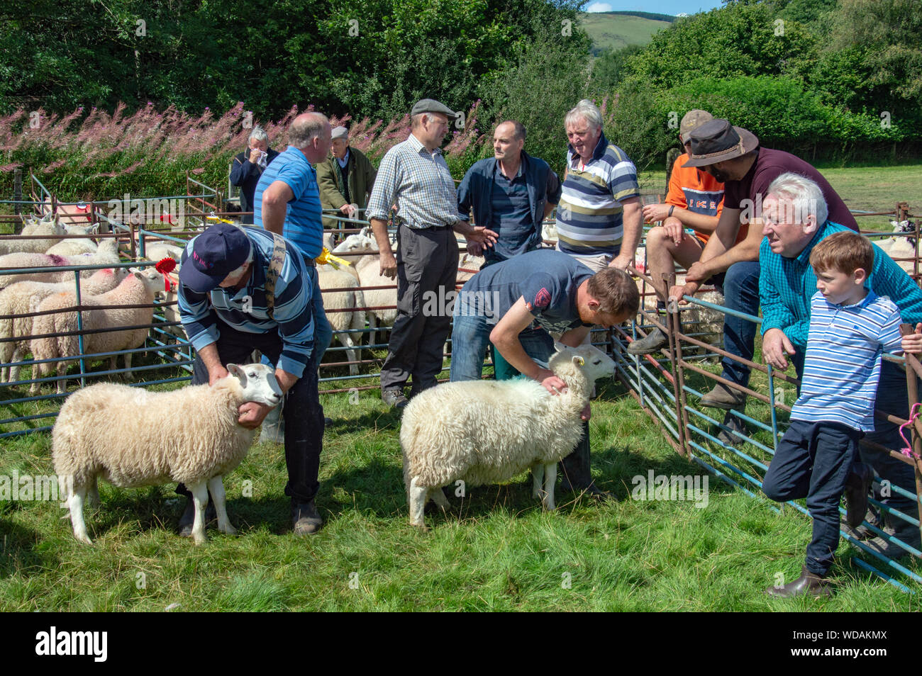 Schafe Klasse, Llanwrtyd Wells Village zeigen 2019, Powys, Wales Stockfoto