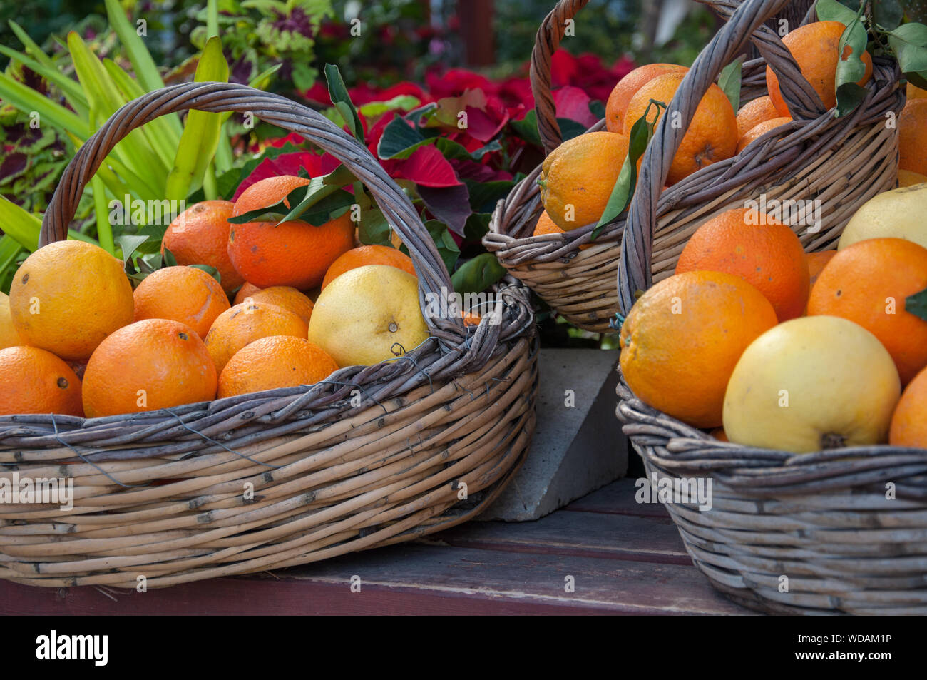 In der Nähe von Obst Körbe auf dem Display im Cafe am Eingang des Minoischen Stätte von Knossos. Stockfoto