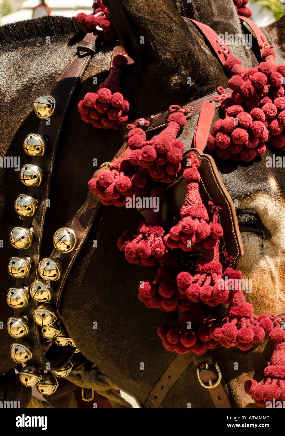 Nahaufnahme eines andalusischen braunes Pferd im April in Sevilla Stockfoto