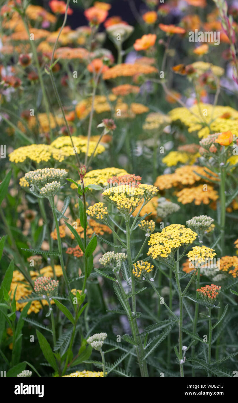 Achillea millefolium. Gelb und teracotta Schafgarbe Blumen. Stockfoto
