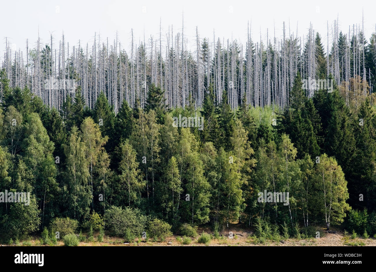 29. August 2019, Sachsen-Anhalt, Eckertalsperre: Fichten durch den Borkenkäfer zerstört können im Nationalpark Harz. Bundesamt für Landwirtschaft Minister Klöckner trifft mit den Verbänden der Soforthilfe und großräumige Aufforstung angesichts der massiven Schäden durch Trockenheit und Borkenkäfer in deutschen Wäldern verursacht zu diskutieren. Die Konferenz ist eine "Gipfel" des Bundes und der Länder am 25. September vorzubereiten. Foto: Julian Stratenschulte/dpa Stockfoto