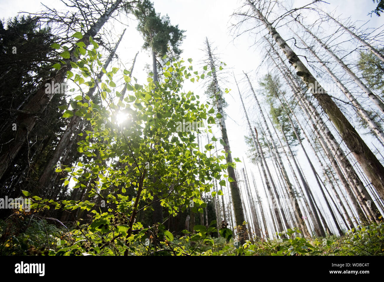 29. August 2019, Sachsen-Anhalt, Eckertalsperre: junge Birken wachsen zwischen Fichten durch den Borkenkäfer im Nationalpark Harz zerstört. Bundesamt für Landwirtschaft Minister Klöckner trifft mit den Verbänden der Soforthilfe und großräumige Aufforstung angesichts der massiven Schäden durch Trockenheit und Borkenkäfer in deutschen Wäldern verursacht zu diskutieren. Die Konferenz ist eine "Gipfel" des Bundes und der Länder am 25. September vorzubereiten. Foto: Julian Stratenschulte/dpa Stockfoto