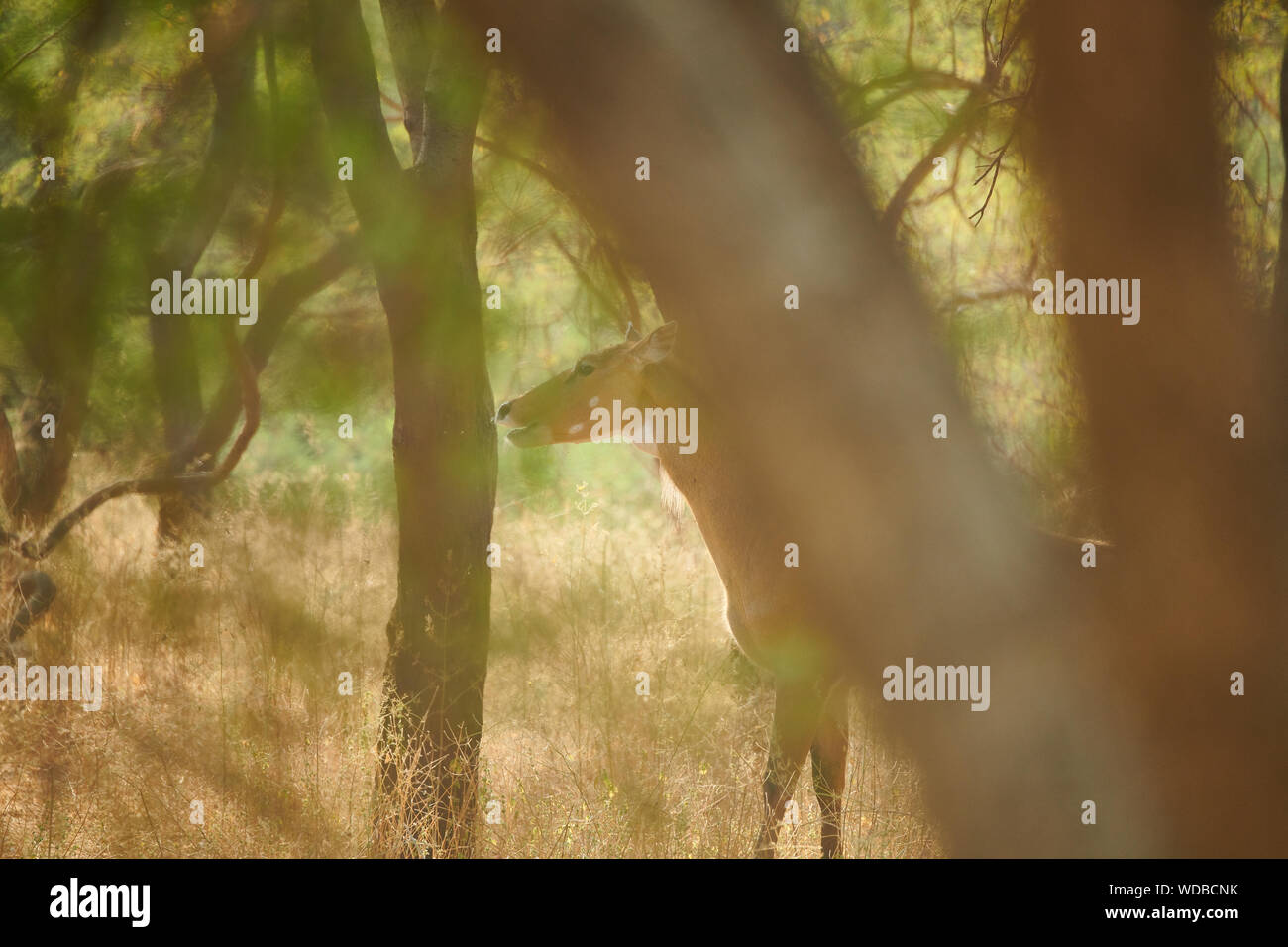 Nilgai, auch bekannt als die Blue Bull in der Jhalana Leopard Sanctuary, befindet sich in der Stadt Jaipur. Stockfoto