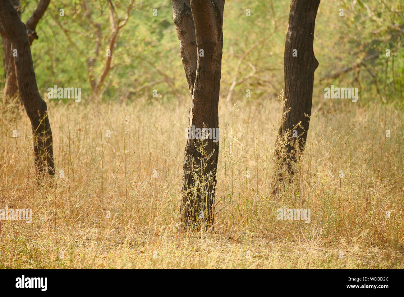 Innerhalb der Jhalana Leopard Heiligtum, in der Stadt von Jaipur entfernt. Stockfoto