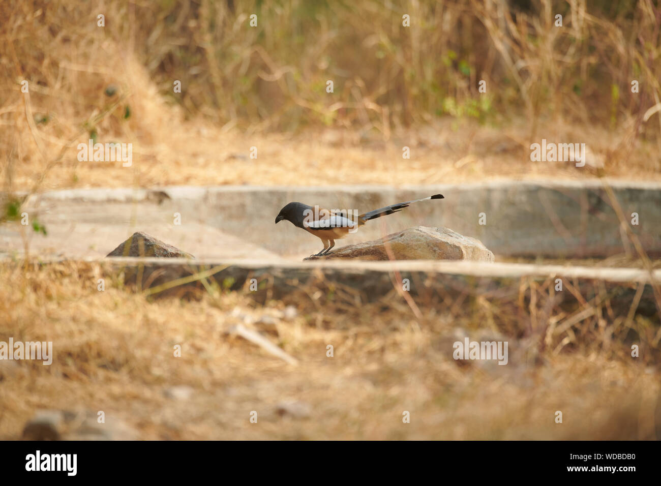 Ein Rufous Treepid sucht nach einem Getränk Wasser an einem künstlichen Wasserloch in der Jhalana Leopard Sanctuary, innerhalb der Stadt Jaipur. Stockfoto