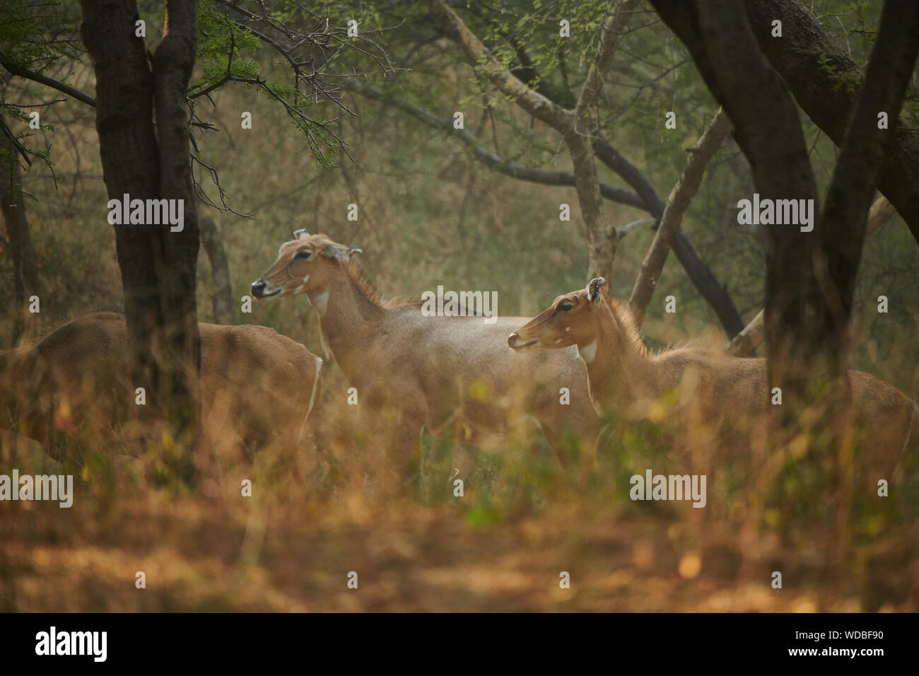 Nilgai, auch bekannt als die Blue Bull in der Jhalana Leopard Sanctuary, befindet sich in der Stadt Jaipur. Stockfoto