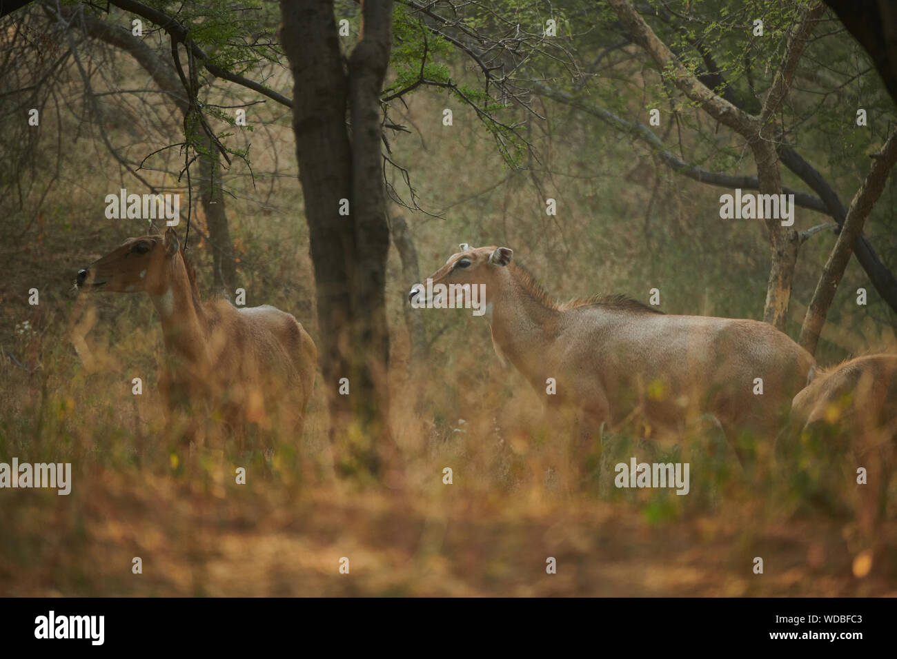 Nilgai, auch bekannt als die Blue Bull in der Jhalana Leopard Sanctuary, befindet sich in der Stadt Jaipur. Stockfoto