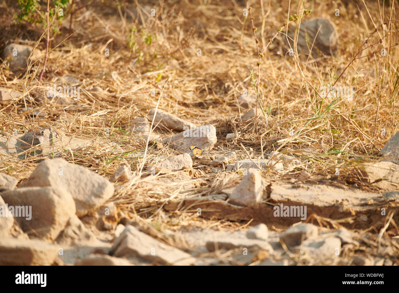 Innerhalb der Jhalana Leopard Heiligtum, in der Stadt von Jaipur entfernt. Stockfoto