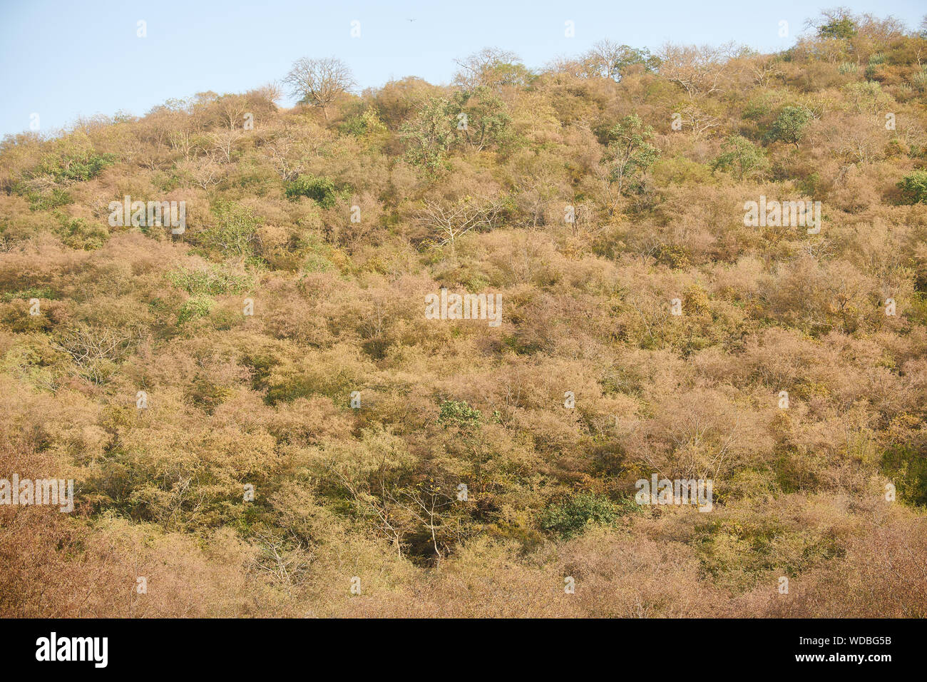 Innerhalb der Jhalana Leopard Heiligtum, in der Stadt von Jaipur entfernt. Stockfoto
