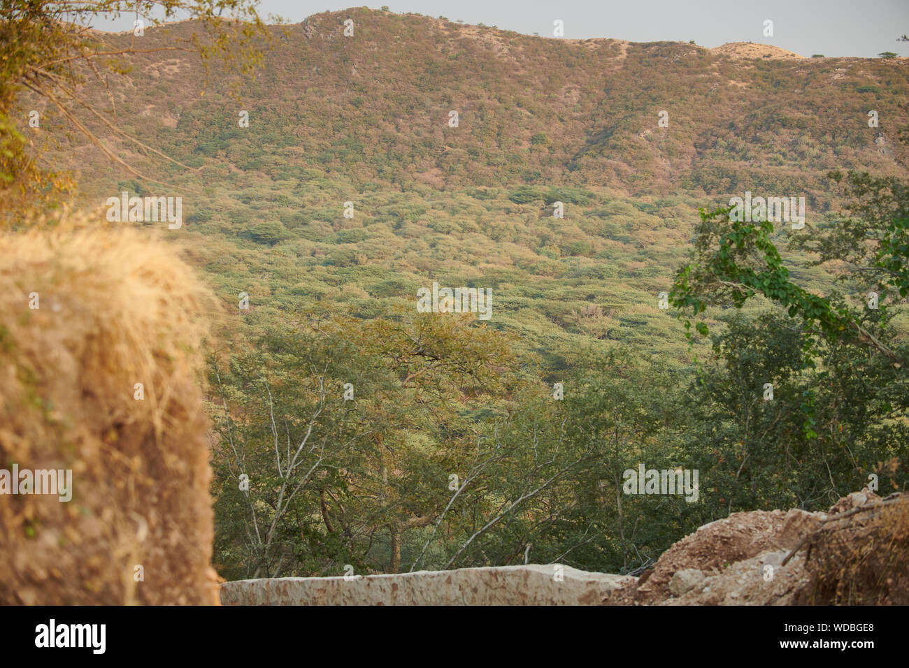 Innerhalb der Jhalana Leopard Heiligtum, in der Stadt von Jaipur entfernt. Stockfoto