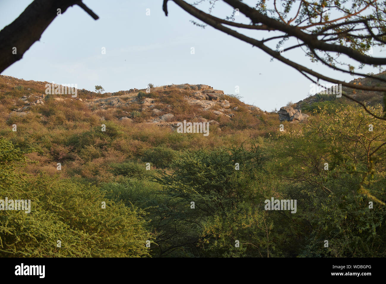 Innerhalb der Jhalana Leopard Heiligtum, in der Stadt von Jaipur entfernt. Stockfoto