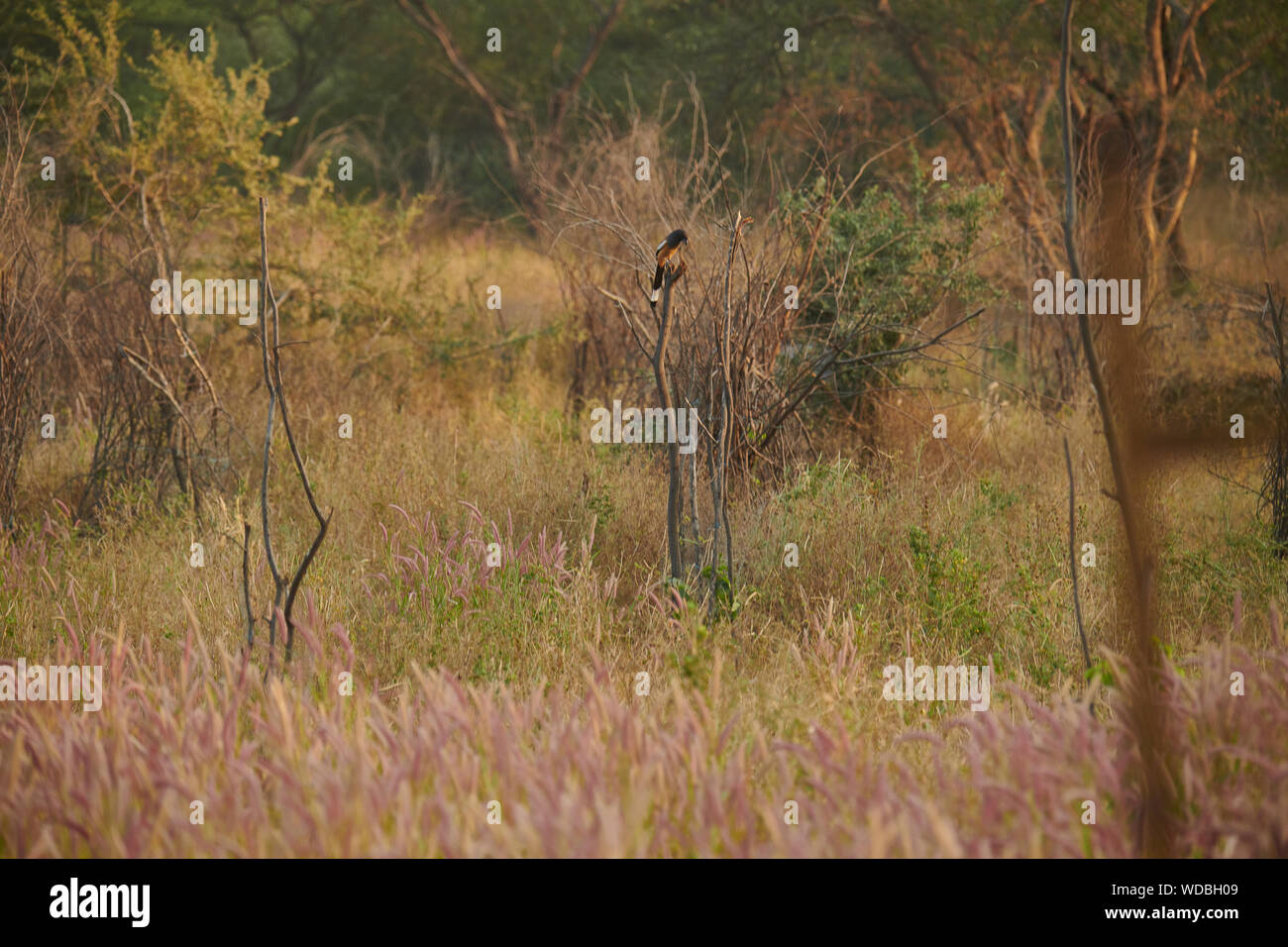 Ein Rufous Treepie thront auf einem trockenen Zweig, innerhalb der Jhalana Leopard Sanctuary, innerhalb der Stadt Jaipur. Stockfoto